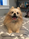 Ollie