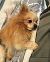 Ollie