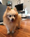 Ollie