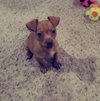 Lil Larry