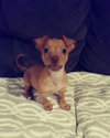 Lil Larry