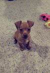 Lil Larry