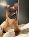 Bella