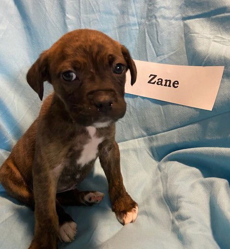 Zane