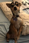 Vera