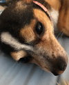 Vera