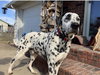Pongo