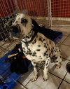 Pongo