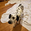 Pongo