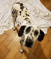 Pongo