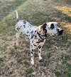 Pongo