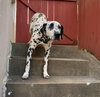 Pongo