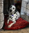 Pongo