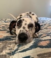 Pongo