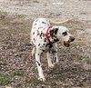 Darma