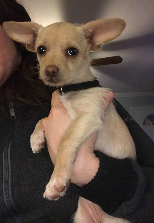 Tinker Bell