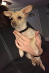 Tinker Bell