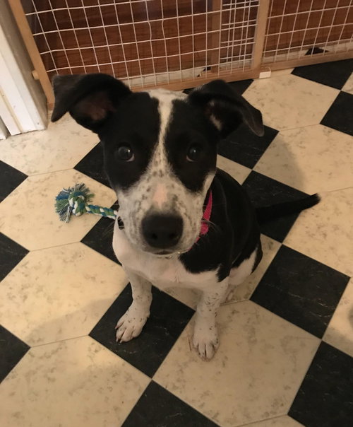 Bella Donna