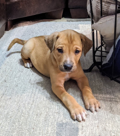 Otis