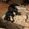 Brutus