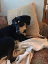Brutus