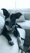 Millie