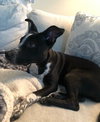 Millie