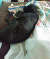 Prince