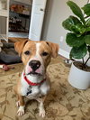 Addie