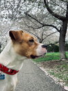 Addie