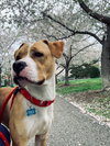 Addie