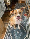 Addie