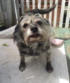Poppy