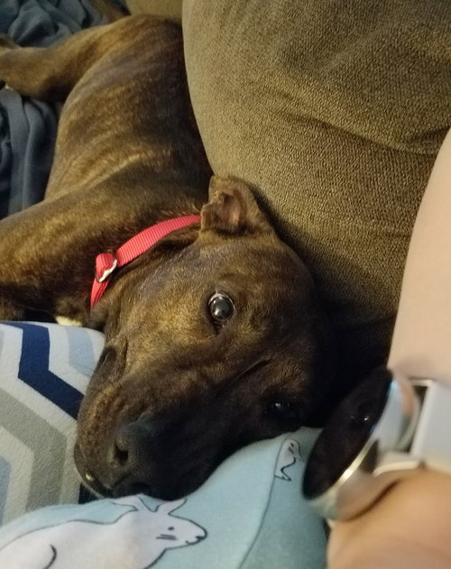 Lexi