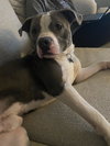Louie