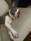 Louie