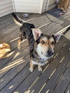 Koda