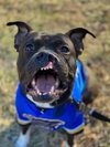Charkey ( Courtesy Post)