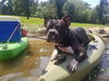 Charkey ( Courtesy Post)