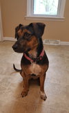 Nova