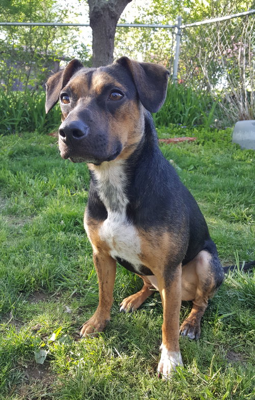 Nova