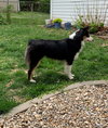 Corky