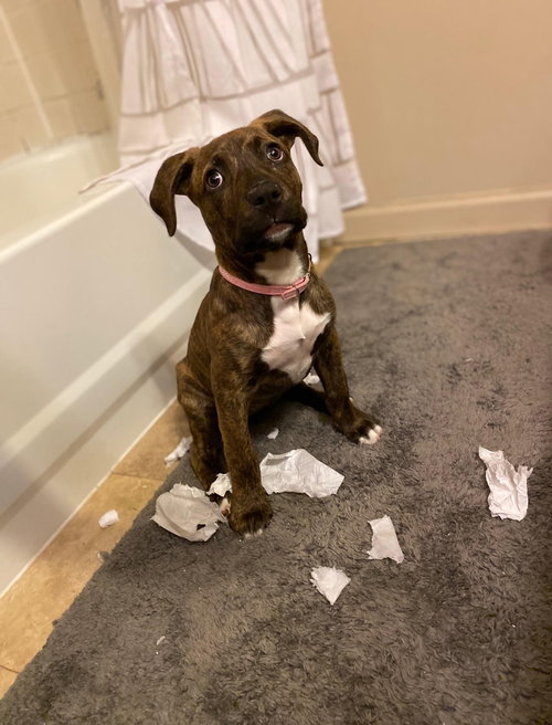 Charmin