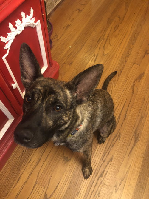 Luna Bean