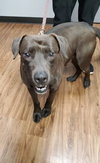 Bo