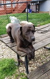 Bo