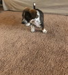 Ava