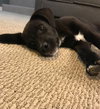 Elvis