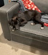 Elvis