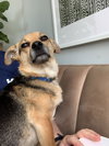 Dash